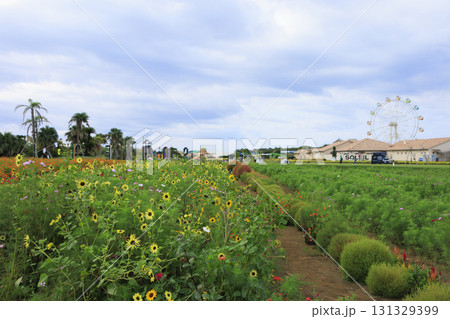 ソレイユの丘の秋 131329399