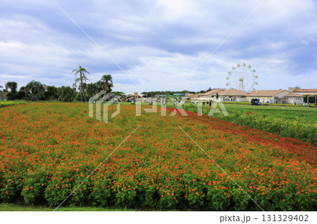 ソレイユの丘の秋 131329402