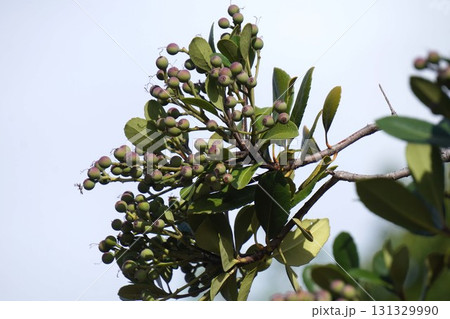 シャリンバイの実・2025年9月 シャリンバイの実・2025年9月 131329990