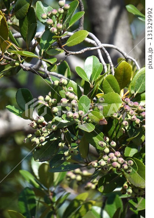 シャリンバイの実・2025年9月 131329992