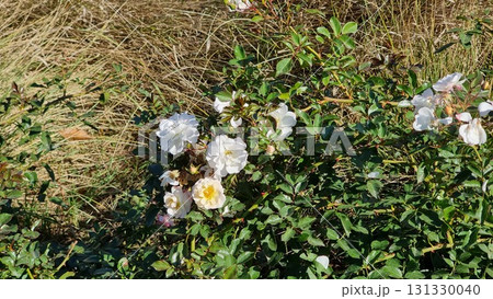 Beautiful Flowers In The Garden 131330040
