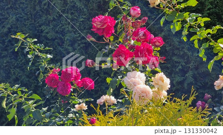 Beautiful Flowers In The Garden Beautiful Flowers In The Garden 131330042