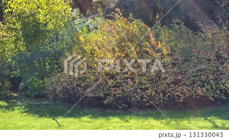 Beautiful Botanical Shot, Natural Wallpaper 131330043