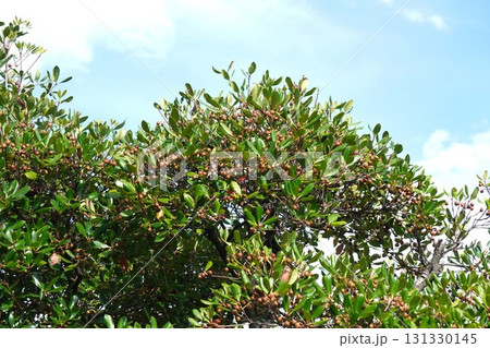 熟し始めたモッコクの実・2025年9月 131330145