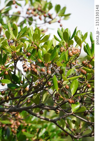 熟し始めたモッコクの実・2025年9月 熟し始めたモッコクの実・2025年9月 131330148