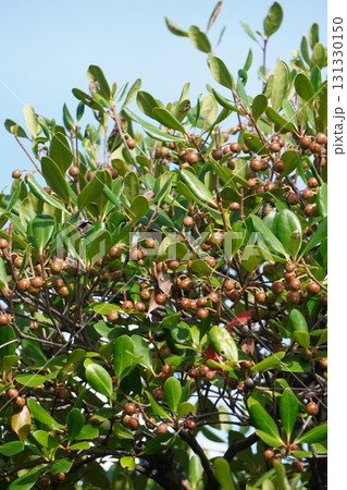 熟し始めたモッコクの実・2025年9月 熟し始めたモッコクの実・2025年9月 131330150