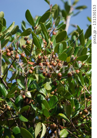 熟し始めたモッコクの実・2025年9月 熟し始めたモッコクの実・2025年9月 131330153