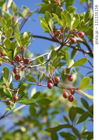 熟し始めたモッコクの実・2025年9月 131330156