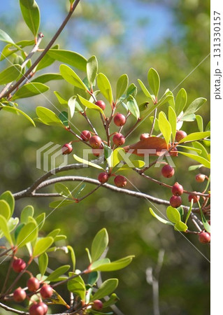 熟し始めたモッコクの実・2025年9月 熟し始めたモッコクの実・2025年9月 131330157