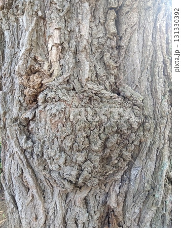 古木のニセアカシアの瘤のある幹 (クローズア... 古木のニセアカシアの瘤のある幹 (クローズア... 131330392