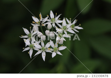 秋の野原に咲く白い小さなニラの花 131330478