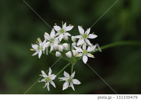 秋の野原に咲く白い小さなニラの花 131330479