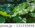 沖縄 斎場御嶽 木漏れ日の中の緑葉 131330498