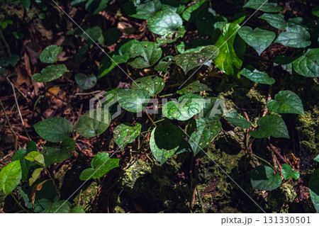 沖縄 斎場御嶽 木漏れ日の中の緑葉 沖縄 斎場御嶽 木漏れ日の中の緑葉 131330501