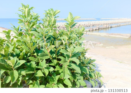 海辺に茂る緑の植物と岩場 131330513