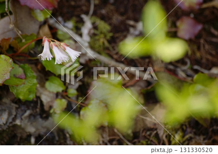 ナンカイイワカガミ 131330520