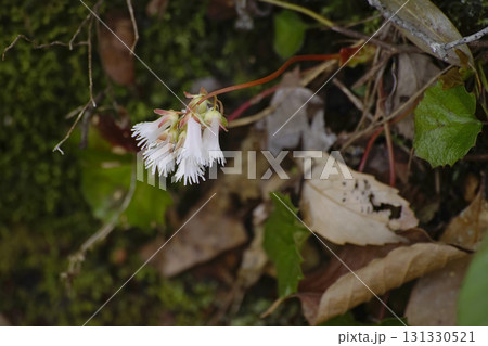 ナンカイイワカガミ 131330521