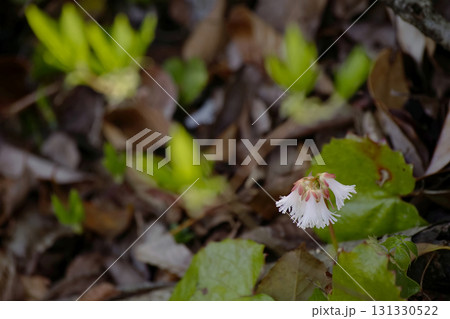 ナンカイイワカガミ 131330522