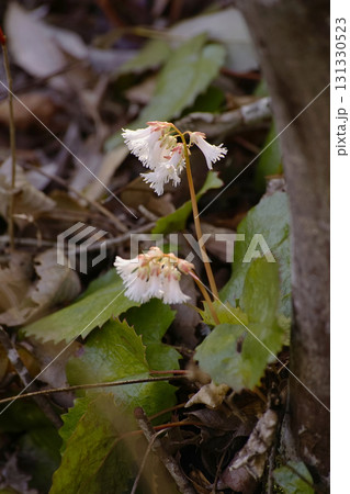 ナンカイイワカガミ 131330523