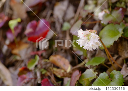 ナンカイイワカガミ 131330536