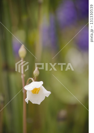 シラユキゲシ 131330539