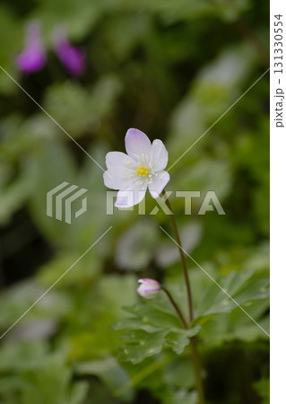 ニリンソウ 131330554