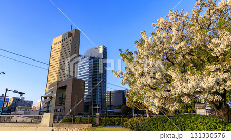 みなとみらいの桜 みなとみらいの桜 131330576