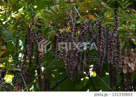 熟したシナサワグルミの実・2025年9月 131330603