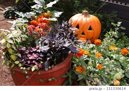 ハロウイン仕様の寄せ植え＆寄せ鉢 131330614