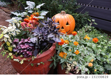 ハロウイン仕様の寄せ植え＆寄せ鉢 131330619