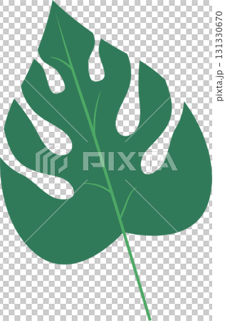 A vibrant green monstera leaf with distinctive splits, set against a stark black background. 131330670