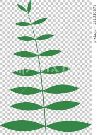 Illustration of a fern-like plant with simple green leaves arranged along a central stem. Illustration of a fern-like plant with simple green leaves arranged along a central stem. 131330675