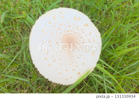 草むらに生える白いキノコ（オオシロカラカサタケ） 131330934