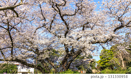 横浜市山手西洋館の春 横浜市山手西洋館の春 131330958