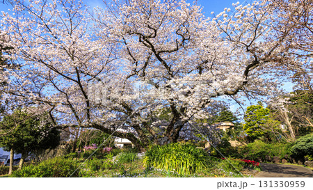 横浜市山手西洋館の春 131330959