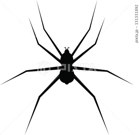 Silhouette of a spider with long, slender legs against a black background. Simple and dark. Silhouette of a spider with long, slender legs against a black background. Simple and dark. 131331892