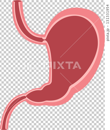 A visual depiction of the human stomach showing its anatomical structure and key components. A visual depiction of the human stomach showing its anatomical structure and key components. 131331954