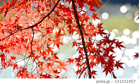 噴水の輝く水しぶきと紅葉 131331957