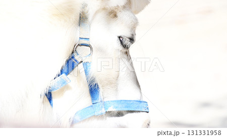 白いお馬さん 131331958