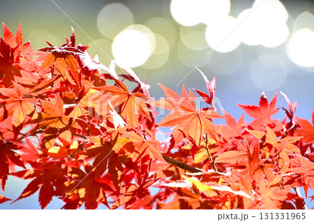 噴水の輝く水しぶきと紅葉 噴水の輝く水しぶきと紅葉 131331965