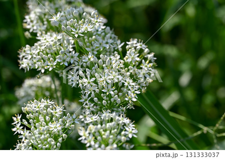 韮の花 131333037
