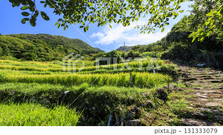 石部の棚田の秋 131333079