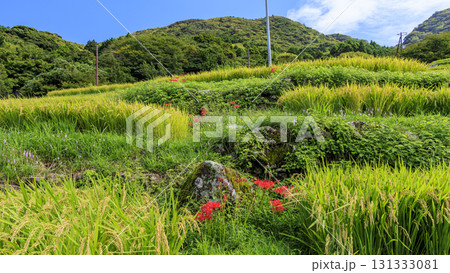 石部の棚田の秋 石部の棚田の秋 131333081