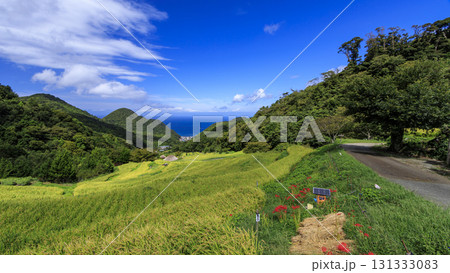 石部の棚田の秋 石部の棚田の秋 131333083