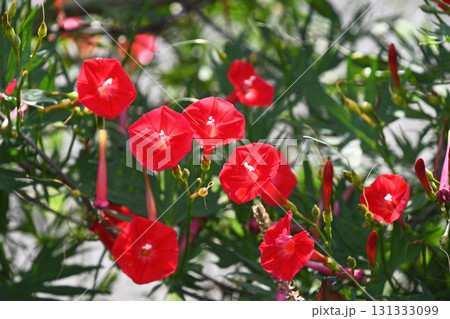 ハゴロモルコウソウ(羽衣縷紅草) ハゴロモルコウソウ(羽衣縷紅草) 131333099