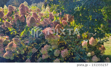 Autumn landscape with colorful flowers. Hydrangea paniculata. 131333237