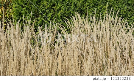 Dry grass in the garden. Autumn landscape. Dry grass in the garden. Autumn landscape. 131333238