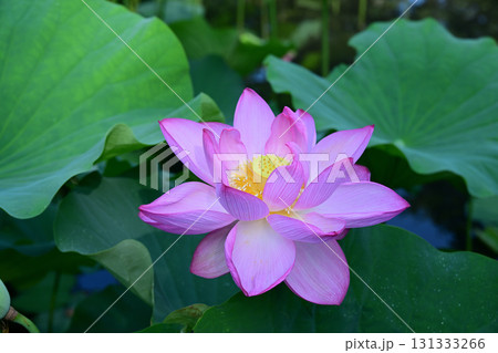 清らかに咲くはすの花 清らかに咲くはすの花 131333266