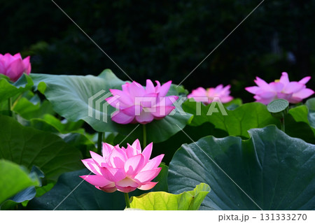 清らかに咲くはすの花 清らかに咲くはすの花 131333270