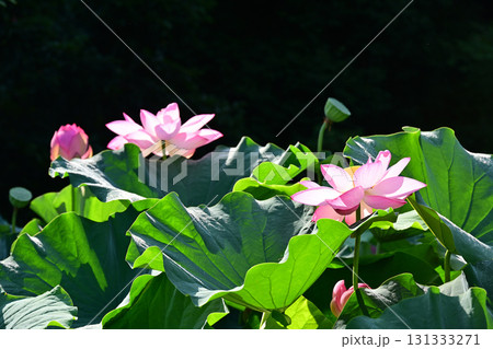 清らかに咲くはすの花 131333271